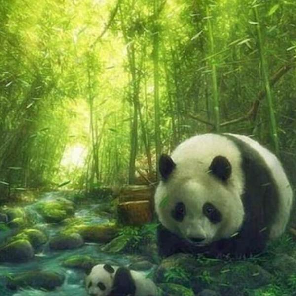 Panda in the Woods - DIY Diamond Painting