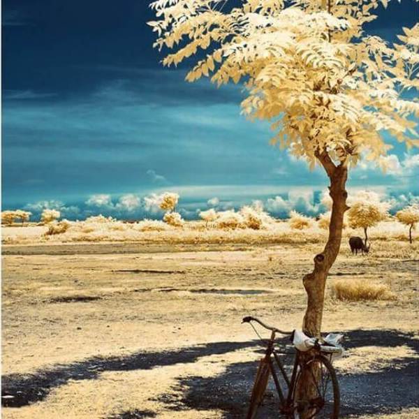 Tree in the Desert - DIY Diamond Painting