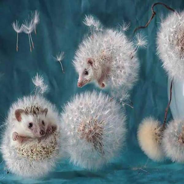 Hedgehog as Dandelion - DIY Diamond Painting