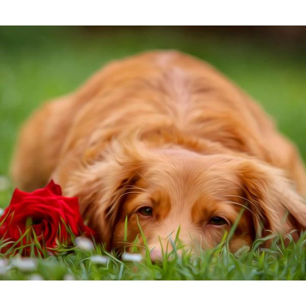 Golden Retriever with a Rose - DIY Diamond Painting