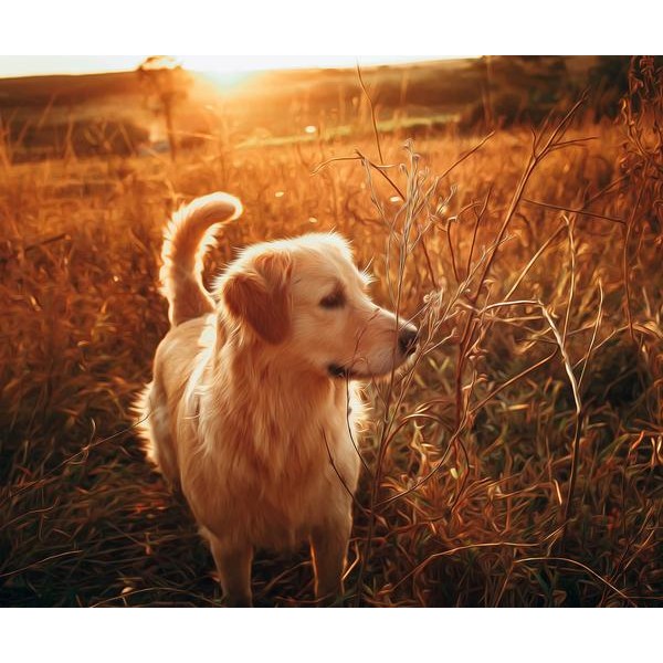 Golden Retriever in Sunset - DIY Diamond Painting