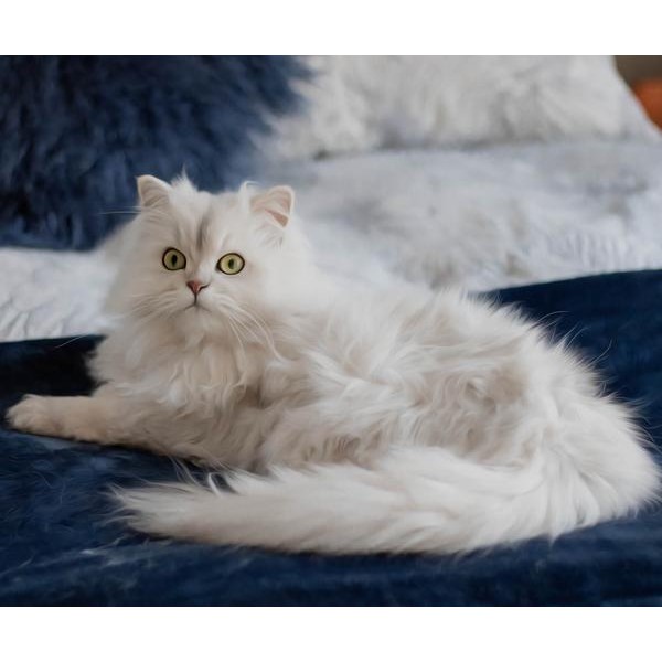 Persian Cat Focused - DIY Diamond Painting