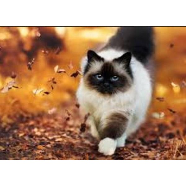 Persian Cat Walking - DIY Diamond Painting