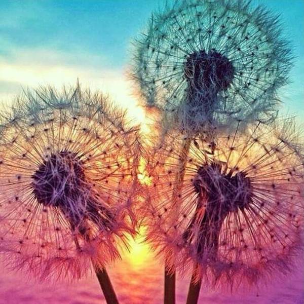 Colourful Dandelion - DIY Diamond  Painting